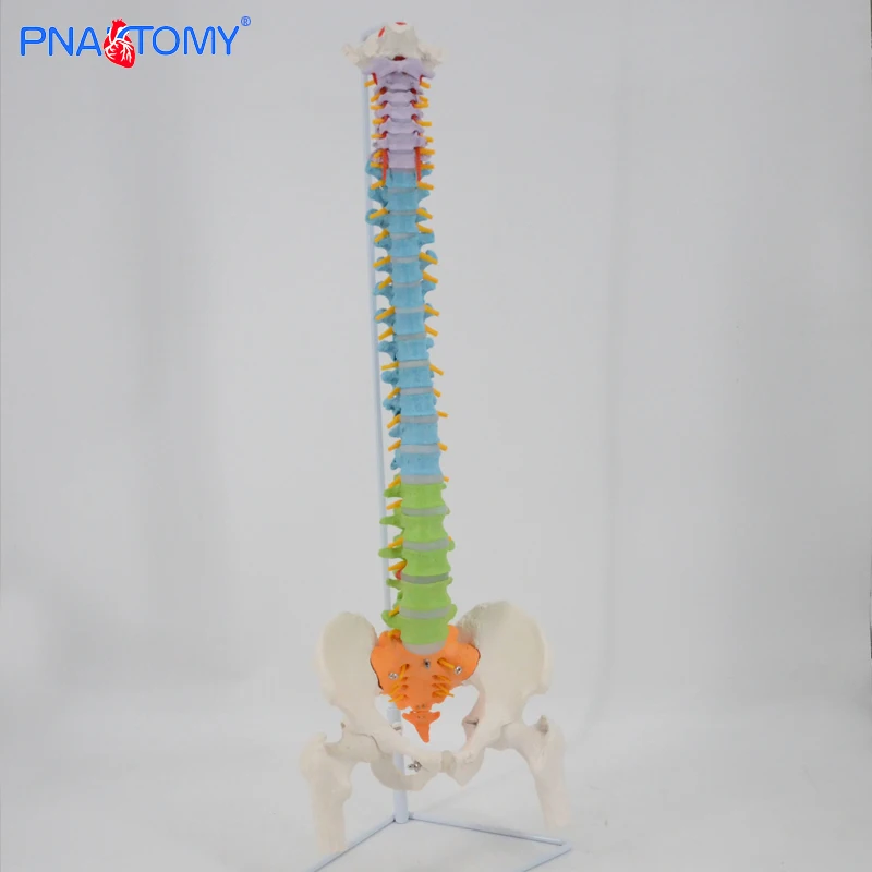 Flexible Colored Human Spine Model Manikin Medical Science Human Life Size Medical School Educational Models PNT-D121C PNATOMY