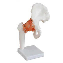 Modèle d'articulation de la hanche (naturellement grand), anatomie humaine, nerf 