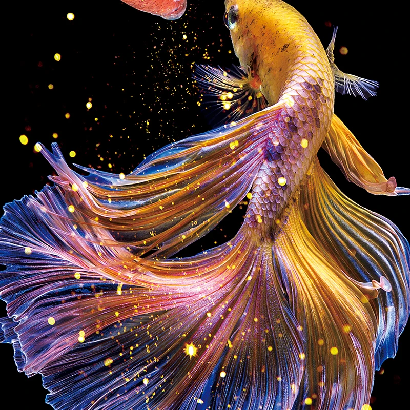 Needlework DIY Fish Printed Princess Goldfish Cross stitch Sets For Embroidery kit Full embroidery Koi Cross-Stitching Decoratio cross stitch kit,cross stitch tools