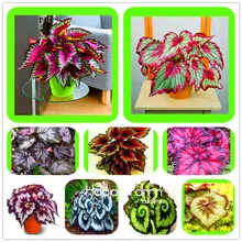 Большая промакция! 100 шт Красивая Бегония Цветочные растения цветы в горшках бонсай сад, двор, балкон Coleus flores