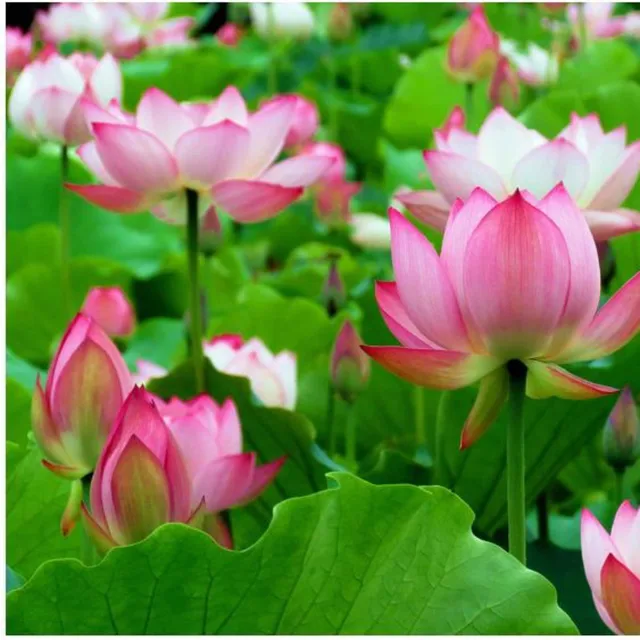 Fertilizer Aquatic Lotus Plants ePond