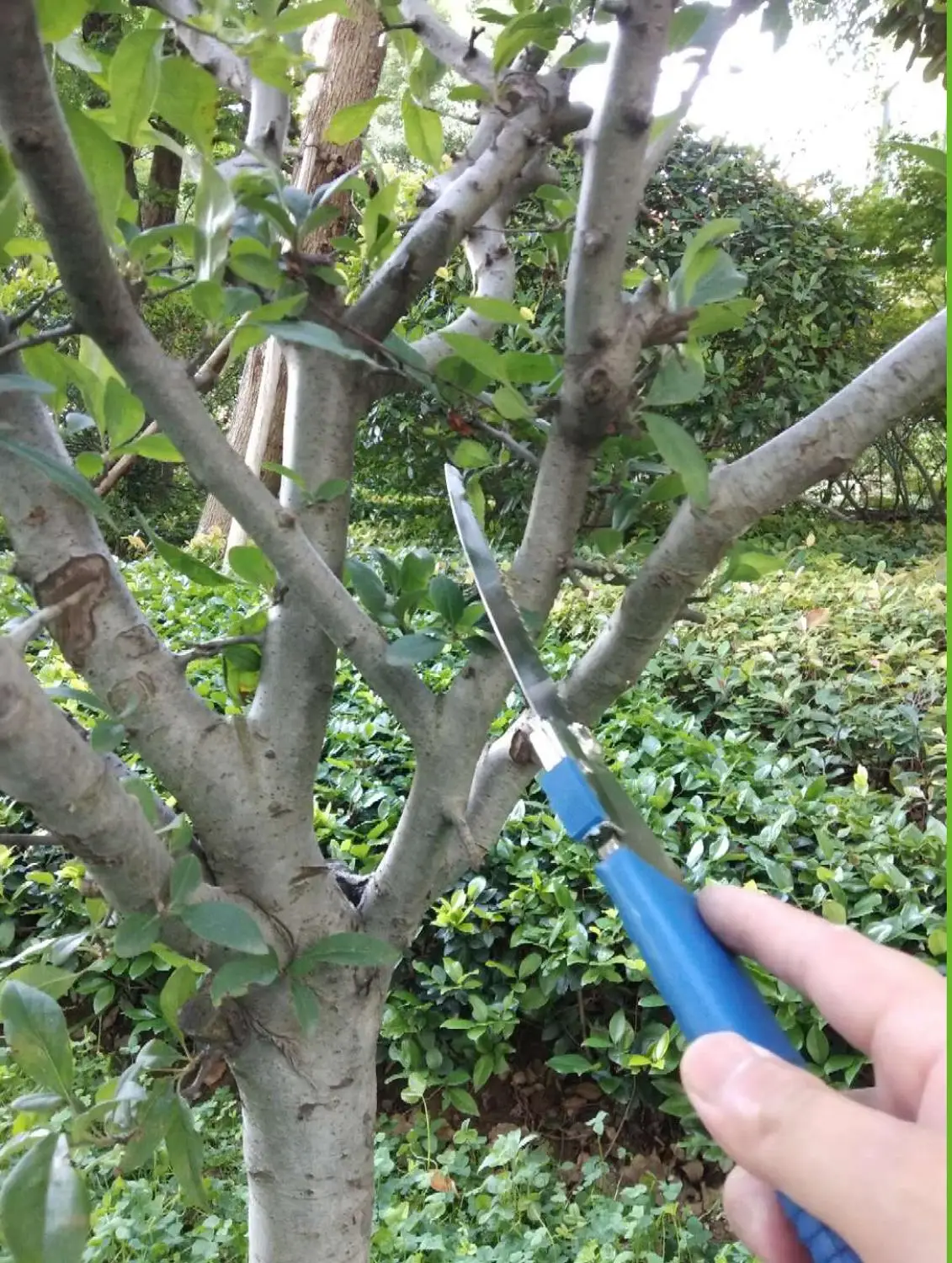 Mini portable Garden Folding Saw Pruning Household Garden Had Steel Sawing Sawing Tools Woodworking Hacksaws Home Tool