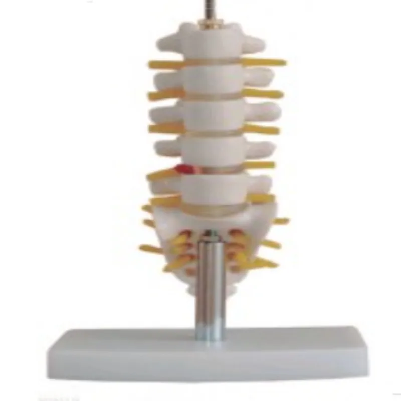 

Small Lumbar and Tail Vertebrae Bone Model BIX-A1019