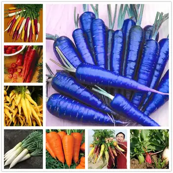 

Plant Flower Bath Salts Colorful Carrot Vegetables Essence 200Pcs XZZ-206