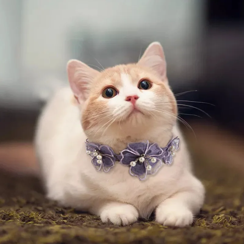 kitten teddy