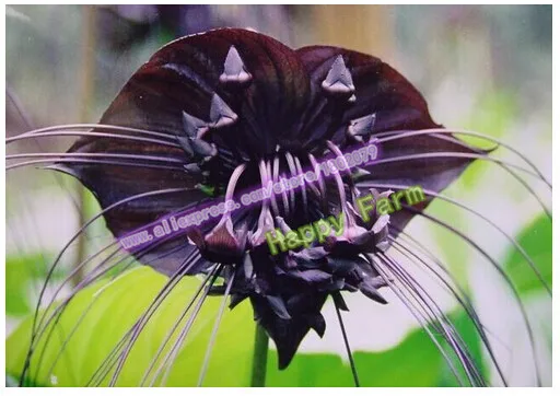 Горячая Распродажа Черный Тигр Орхидея цветы бонсай 150 шт редкий цветок Орхидея Флорес для сада и дома растения