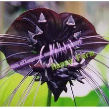 Горячая Распродажа Черный Тигр Орхидея цветы бонсай 150 шт редкий цветок Орхидея Флорес для сада и дома растения