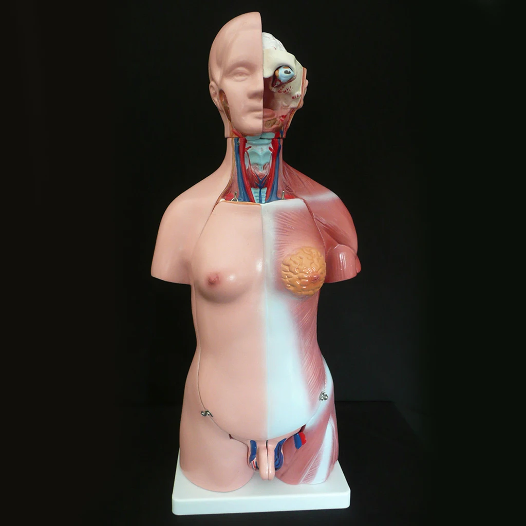 23 Parts Human Body Torso Model - Showing Section of Brain, Heart, Lung, Liver, Skull Cap etc.