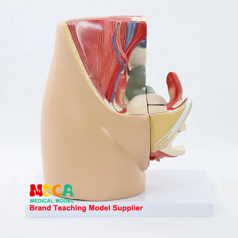 

Family Planning Female Reproductive Urinary Pelvic System Pelvis Midsagittal Cut Model Medicine Teaching Mmnxt002