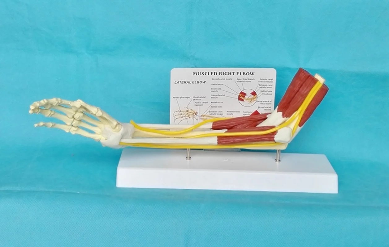 1:1 Human muscle Right Elbow Adult Arm of Upper Limb Bone Arm and Hand Bone Medical Science School Teaching Supplies