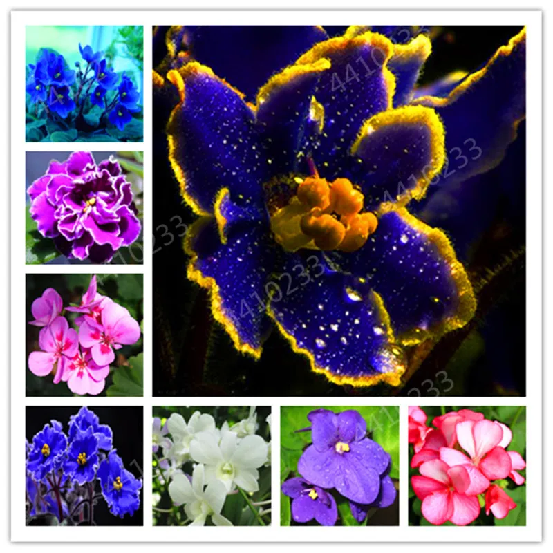 

150 Pcs/ Bag Popular Mix Color Violet Bonsai For Viewing Flower Evening-Scented Stock Violet Flower Plant Diy Home Garden Plant