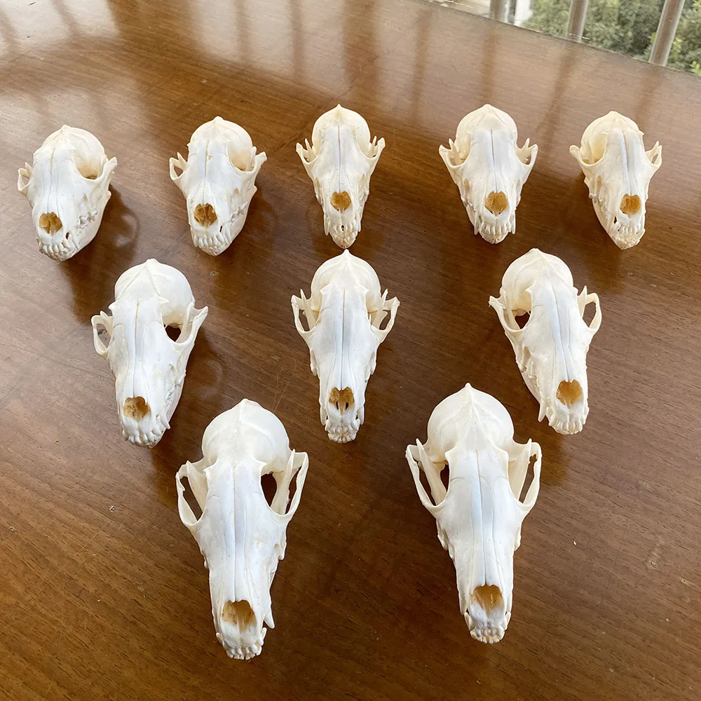 Cross Fox Skull taxidermy real bone  decoration gift 1pcs Real skull Red Fox 