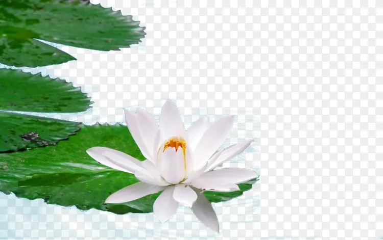 埃及莲花高清晰度电视壁纸 水莲花png图片素材免费下载 图片编号 Png素材网 埃及莲花高清晰度电视壁纸 水莲花png图片素材免费下载 图片编号 Png素材网