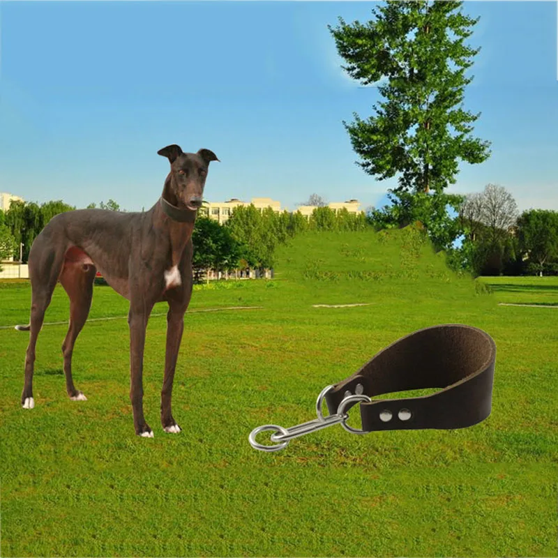 Why Do Lurchers Have Thick Collars