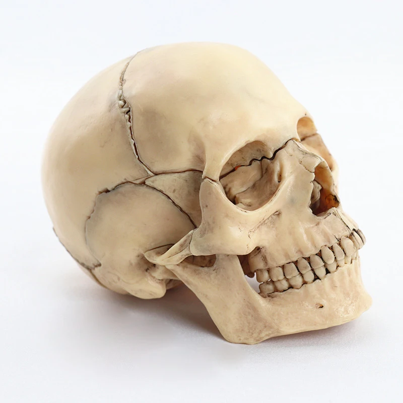 Modelo de calavera anatómica desmontada, esqueleto de anatomía, modelo de calavera desmontable, suministros de enseñanza médica, herramienta, 15 piezas, 1:2