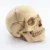 1:2 в разобранном виде черепа анатомическая модель анатомический скелет модель черепа Съемная медицинского учебные принадлежности инструмент, 15 Запчасти - изображение