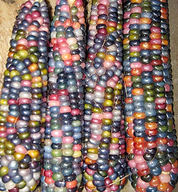 

Pot for Sweet Rainbow Colorful Corn 20