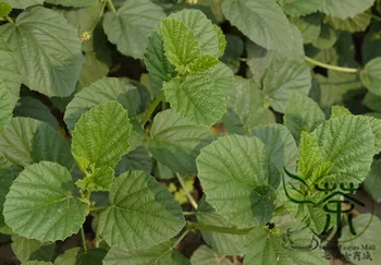 

Psoralea Corylifolia Common Babchi Bu-Gu-Zhi