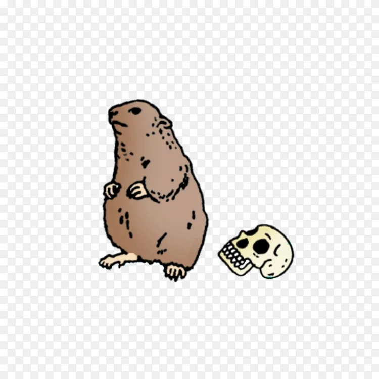 诗熊海狸鼠 仓鼠png图片素材免费下载 图片编号 Png素材网