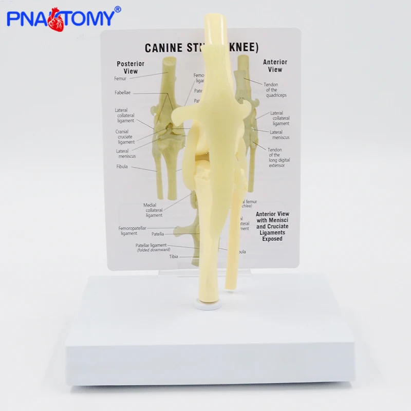 Life Size Canine Knee Model Dog Joint Anatomical Model with Key Card Manual Animal Skeleton Anatomy Medical Science Gift