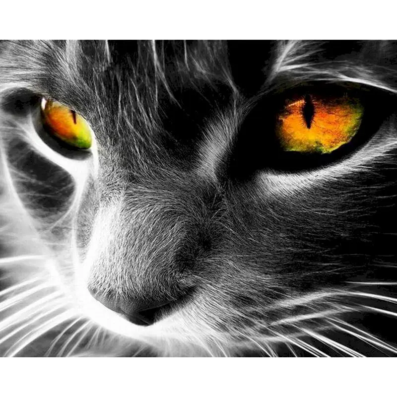 

Painting By Numbers Frame Black and white bearded cat Animal DIY Hand Painted Oil Painting Modern Wall Art Canvas For Home Decor