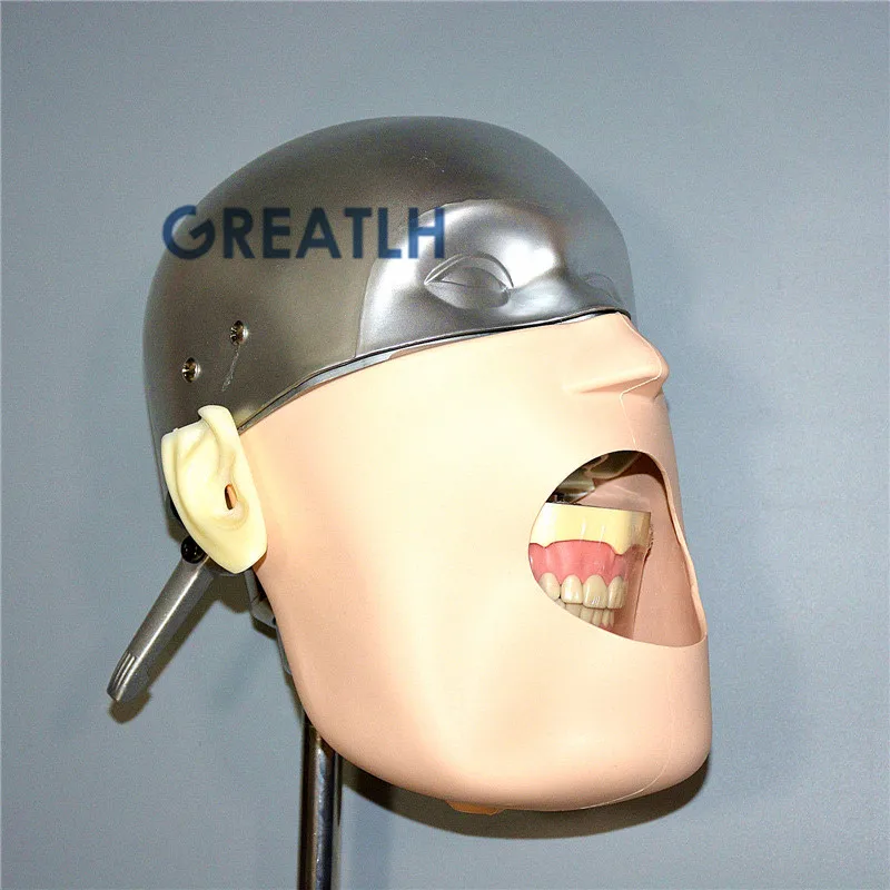 US $514.90 Dental Manikins NISSIN Teeth Head Model Dentistry Practise Models Phantom Head Dental Teaching Model