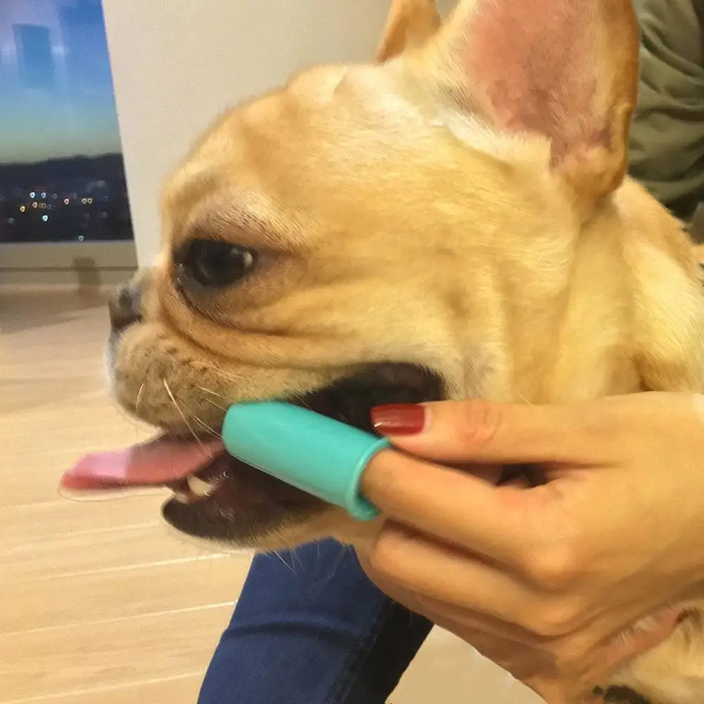 disposable dog toothbrushes