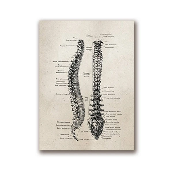 Human-Anatomy-Science-Vintage-Posters-Art-Prints-Medical-Anatomy-Canvas-Painting-Medical-Doctor-Clinic-Wall-Pictures (8)
