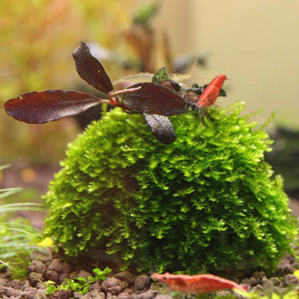 Мох Marimo мяч фильтр живой аквариум водных видов спорта растения рыбы креветок