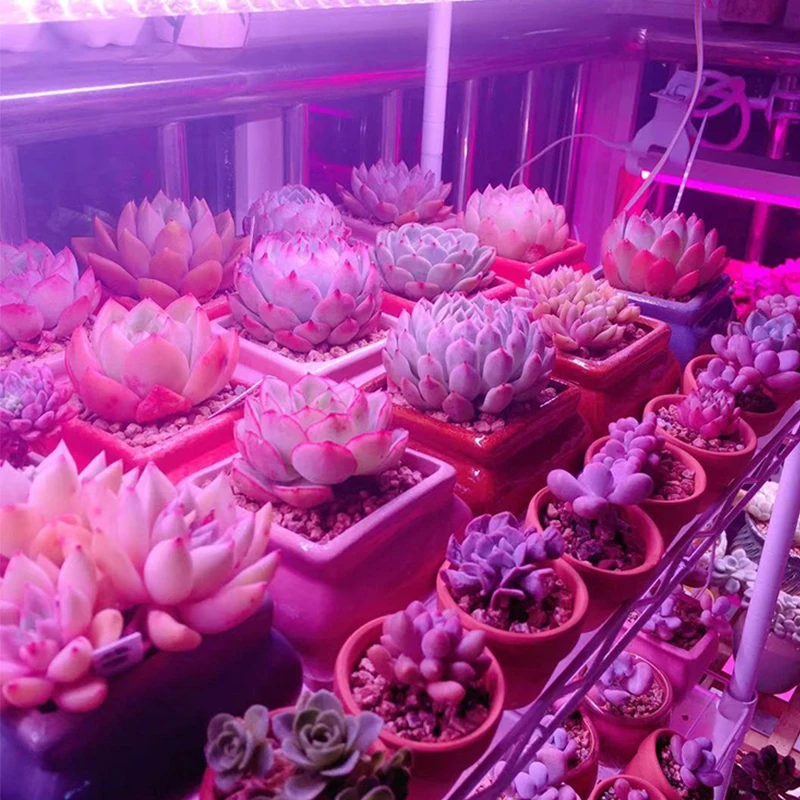 10 шт./лот COB Chip LED Grow Light полный спектр AC 220 В 110 50 Вт 30 20 фитолампа без необходимости