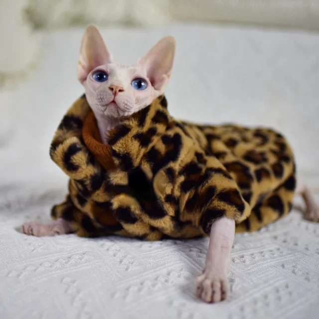 DUOMASUMI Veste L opard Doublement Rembourr e pour Chat Sphynx V tements Chauds Sans Poils Cornish