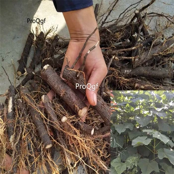 

Ngryise 10Pcs A Set paulownia root