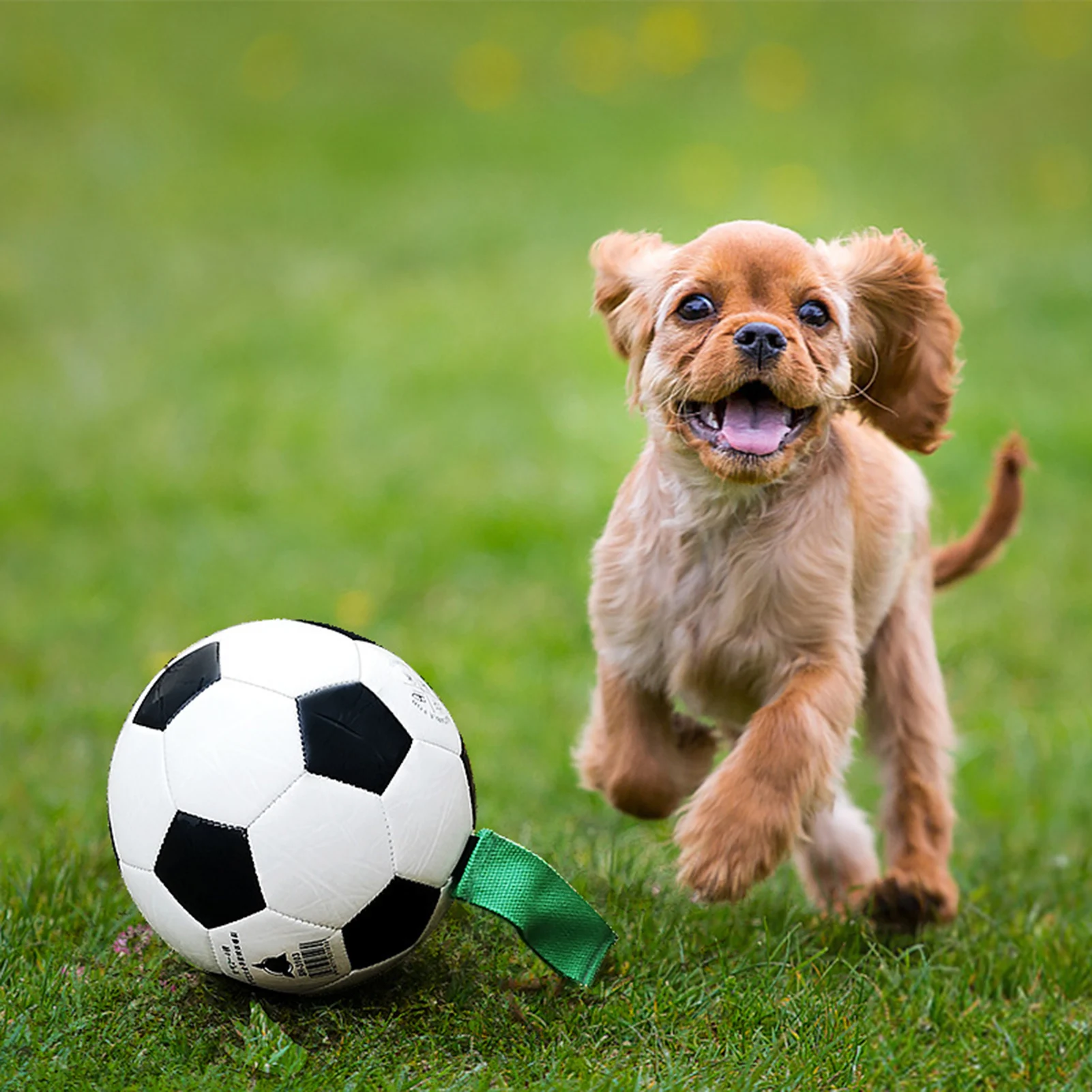 Cute Puppies Playing Soccer