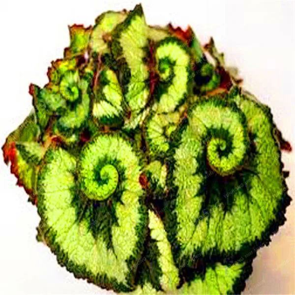 24-Colors-100PCS-Beautiful-Begonia-Flower-bonsai-Flowers-Potted-Bonsai-Garden-Courtyard-Balcony-Coleus-bonsai.jpg_640x640