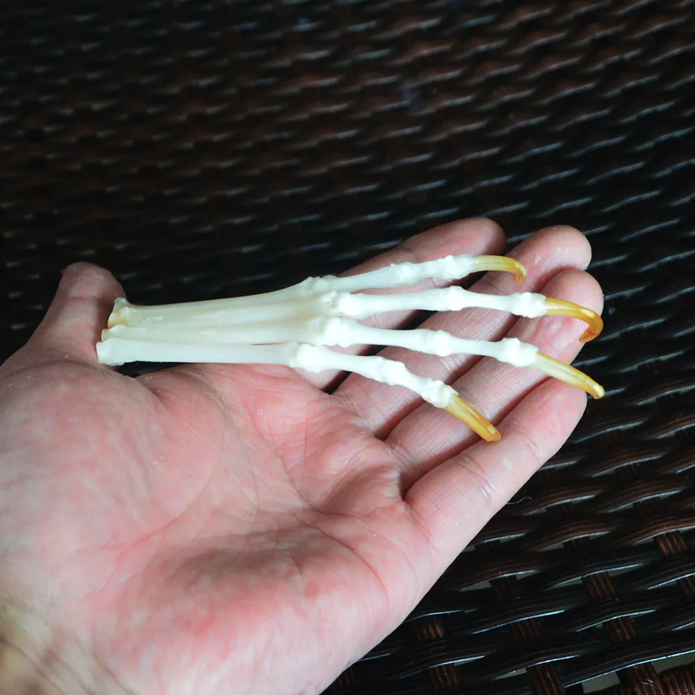 2pcs fox feet articulated bones claws paws taxidermy 