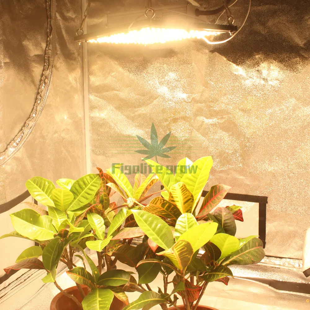Hydroponic 80*80*160cm quantum board LED Grow light Kit System