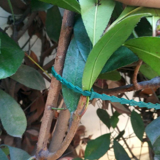 50Db/Set Állítható Műanyag Növényi Kábelkötegek Újrahasznosítható Üvegházhatású Készletek Kerti Fa Virágmászó Támogatáshoz - Image 6