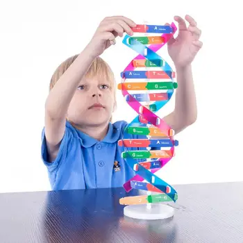 

Human Genes Dna Models Double Helix Science DIY Tecnologia Toys Popularization Teaching Learning Education Toys For Children