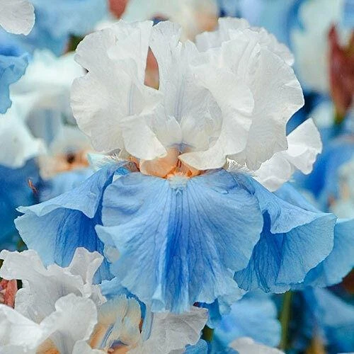 8 bombillas de Iris para interior y exterior, bonitas y raras