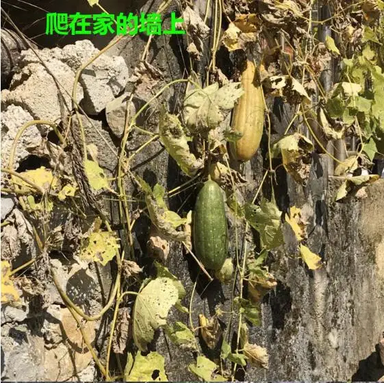 QQ截图20191126095031