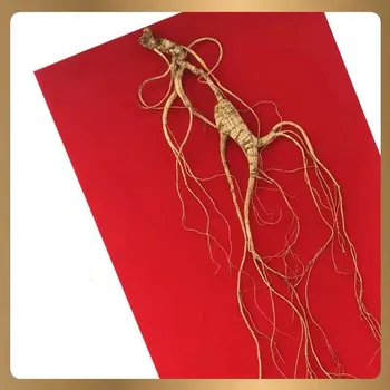 

[first class wild ginseng] Wild ginseng forest under ginseng Northeast Changbai Mountain wild forest ginseng Chine herbal