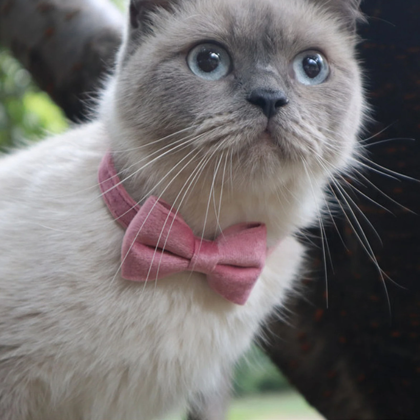 Suave terciopelo gato Collar lazo liso Collar para mascota con campana ajustable hebilla de seguridad gatos corbata accesorios de mascotas