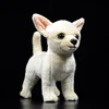 Chihuahua 25cm