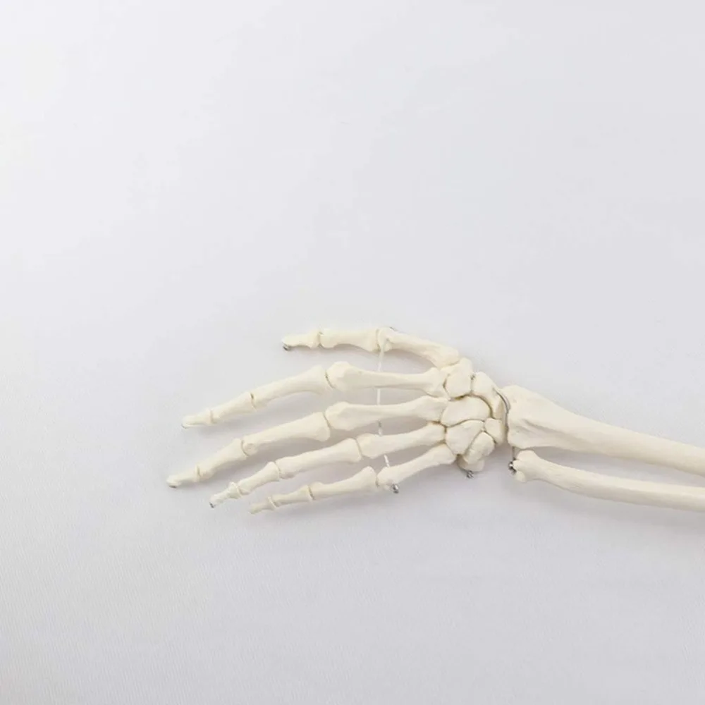 1:1 Human Bone Model of Bone Adult Arm of Upper Limb Arm and Radius Hand Medical Science School Teaching Supplies