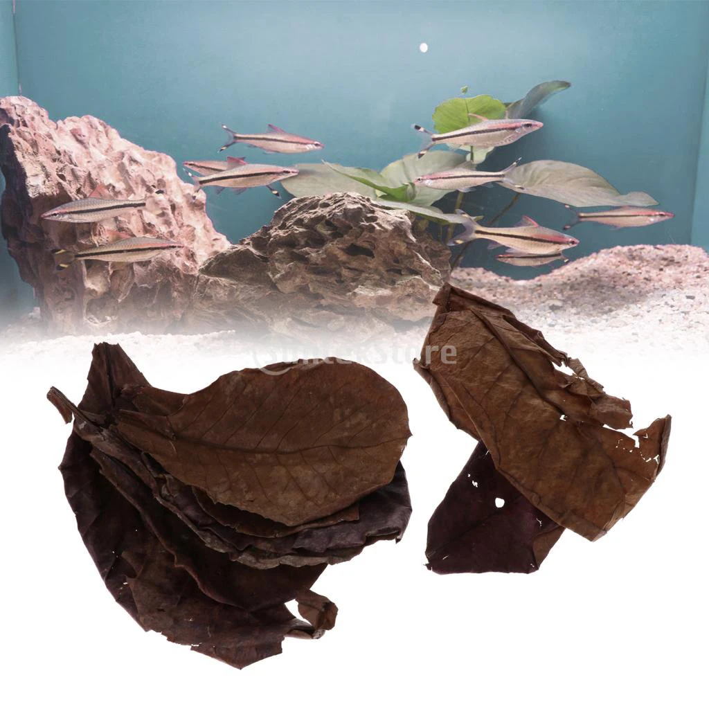 10pcs Indian Almond Leaves for Betta, Induce Breeding and Boost Immunity, Reduce Stress, No Toxic , Easy to Use