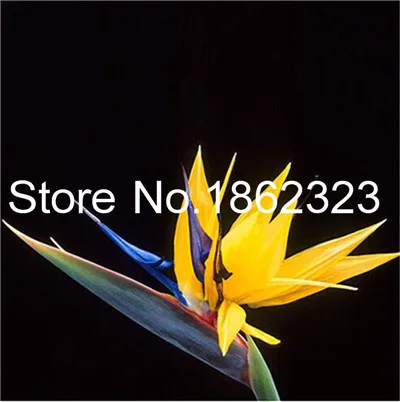 Настоящий цветок strelitzia reginae, комнатное растение в горшках, райская птица, бонсай, Sementes-100 шт, тропический бонсай - Цвет: 21