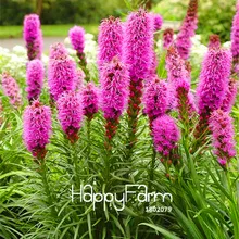 Лидер продаж! 100 шт./упак. Liatris зргсаш растения Редкие Фламинго петушиный гребень бонсай растения, садовый декоративный цветок растения
