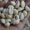 100Pcs White DIY Sea Shell Cowrie Cowry Charm Beads Beach Jewelry Accessories for Women Sea Shells Earrings Bracelet Necklace 4