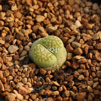 

Ngryise 10Pcs A Set Lithops fulleri