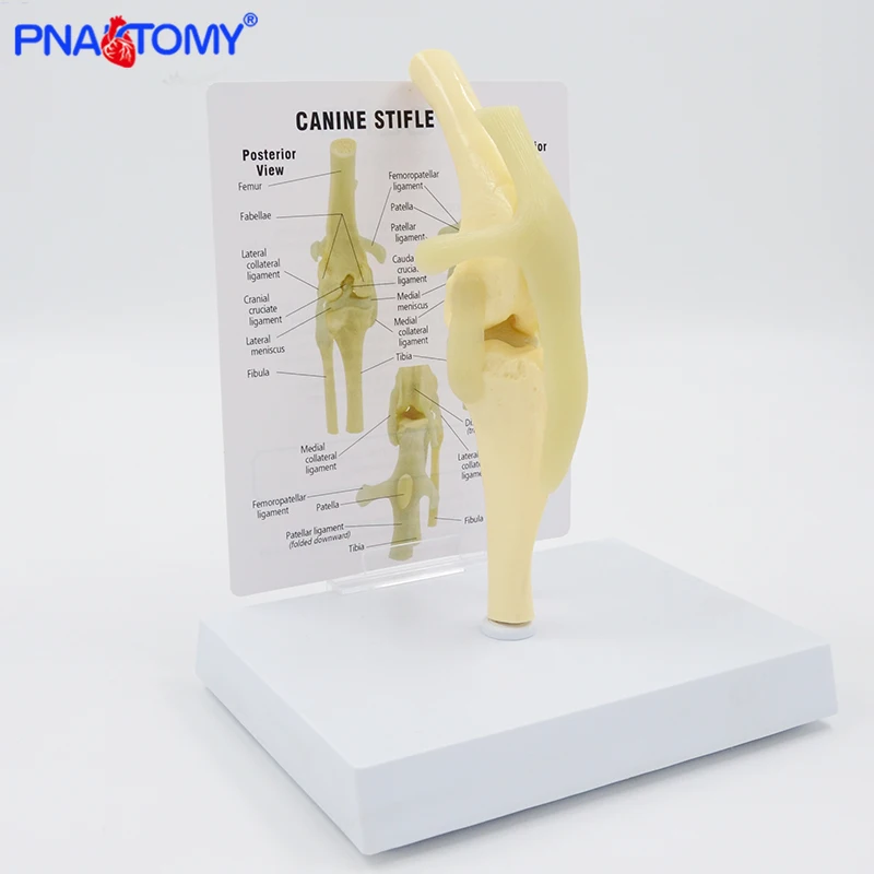 Life Size Canine Knee Model Dog Joint Anatomical Model with Key Card Manual Animal Skeleton Anatomy Medical Science Gift